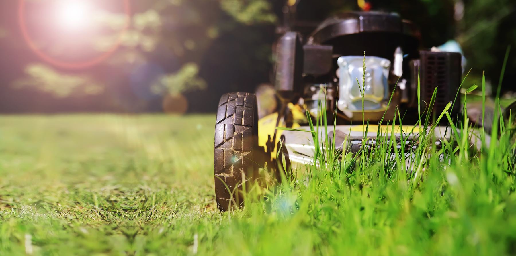 A lawnmower cutting through long grass in golden afternoon light.
